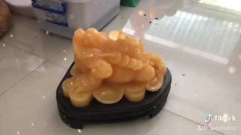 Cóc thiềm thừ ngọc hoàng long siêu khổng lồ như bà tân vlog