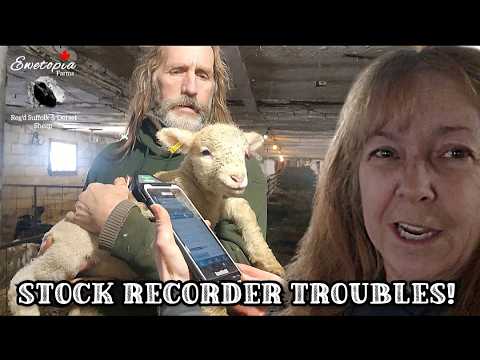 Re-Scanning Lambs Due To Stock Recorder Glitch!