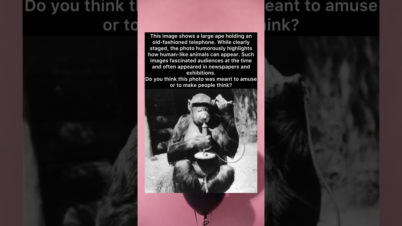 The Ape’s Phone Call 📞 