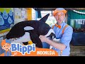 Belajar tentang hewan bawah air  blippi bahasa indonesia  anakanak  petualangan blippi
