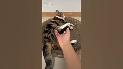 Watch the video about Funny Cat Videos , Cute Cat , Baby Cat , Cat Compilation , Cat Shorts