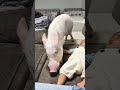 実は昨日の動画の続きがあるんです…