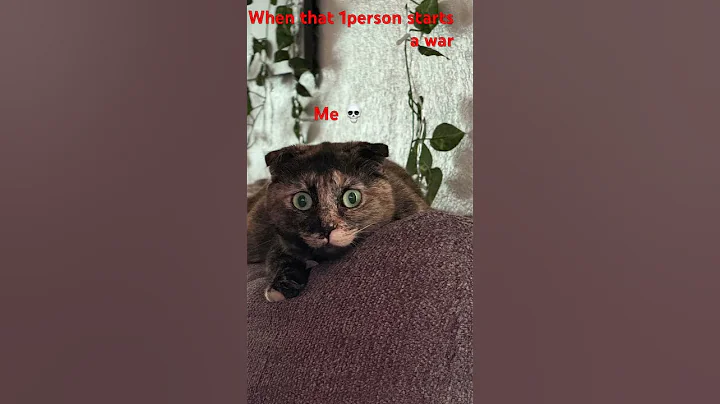 Watch the video about This is my cat she’s beautiful 😻 she’s a sweet and a Scottish fold