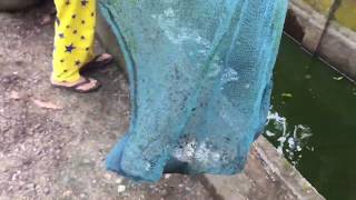 [vlog] menangkap ikan, bakar ikan, makan ikan bareng di ladang😂