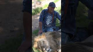 He definitely jinxed himself 😳 #ytshorts #shorts #tigerking #bigcat #lion #beastly #animals