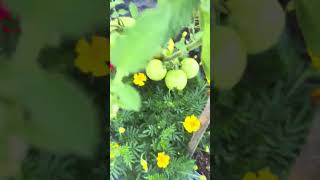 Checking my garden in the morning #gardening  #garden 