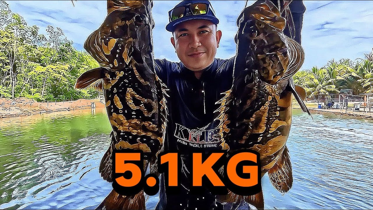 DOUBLE KERAPU MONSTER 5.1KG!! Ingat Jenahak Rupanya Monster