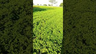 farming #farming #usashorts #nature #treanding #agriculture