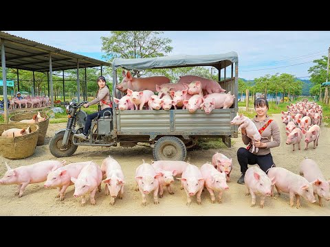 Buy 50 Piglets From Farmers, Use Truck Transport Piglet Go To Market Sell | New Free Bushcraft
