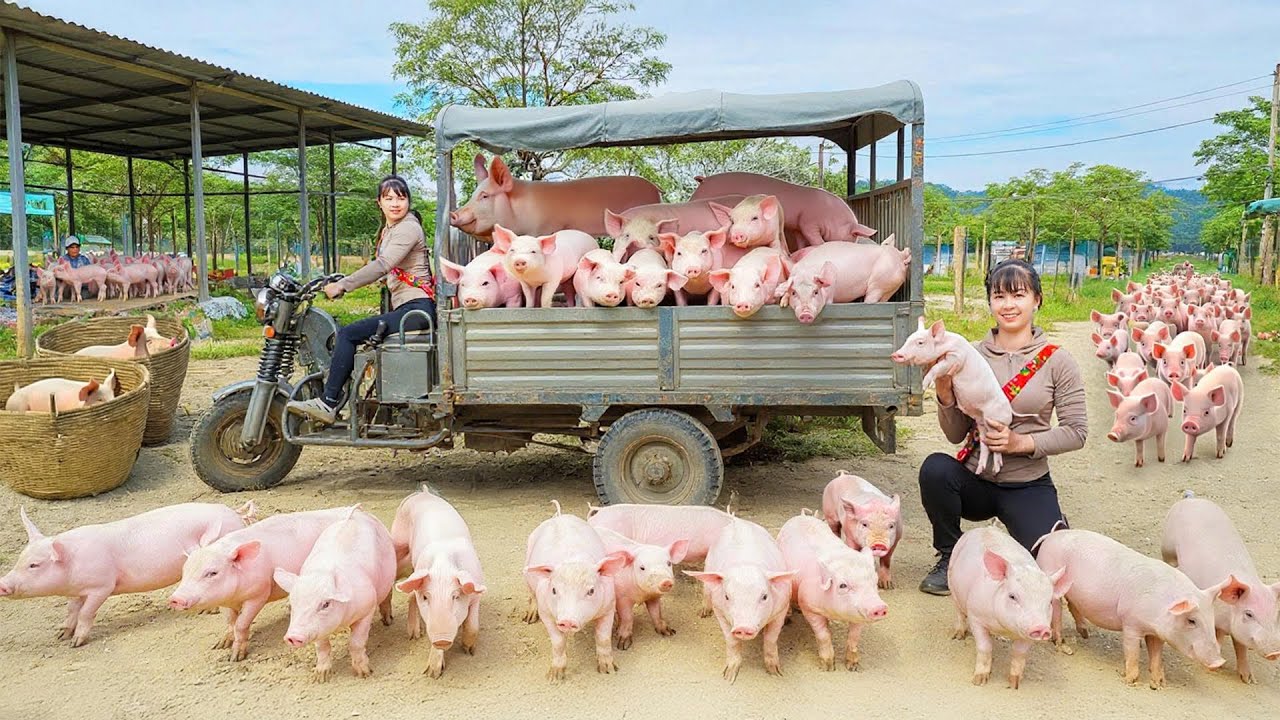 Buy 50 Piglets From Farmers, Use Truck Transport Piglet Go To Market Sell | New Free Bushcraft