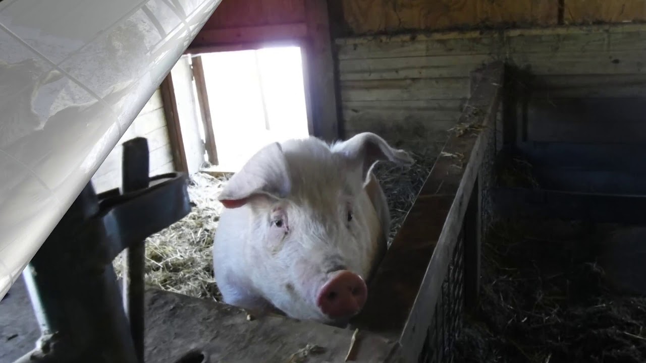 Over-wintering Livestock: It Ain't Just About the Cold! Feb 2019