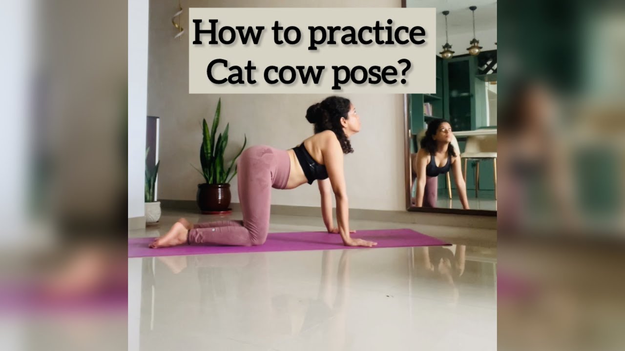 Cat cow pose| spine health | yoga |asana | how to practice cat cow pose