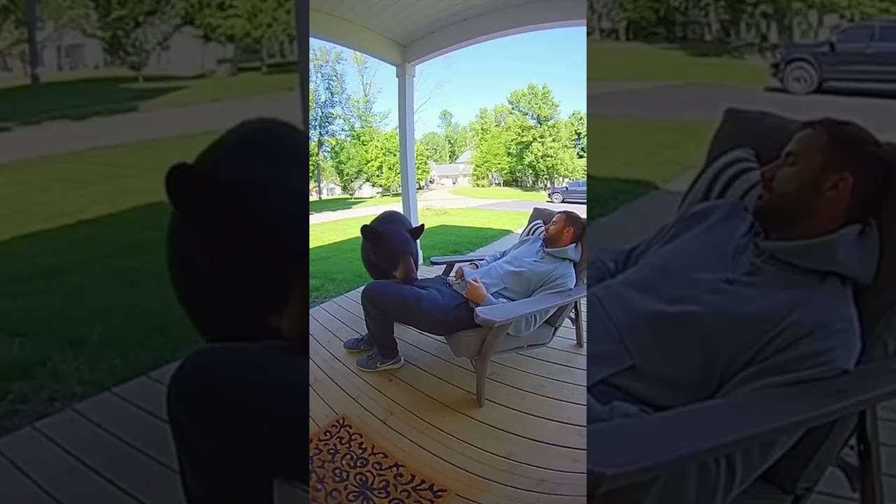 Bear Surprise on the Porch