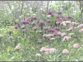 「季の花ガーデンの夏」Natural garden