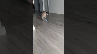 Running away with her new toy 😹#funny #foryou #fyp #fun #comedy #cute #cat #cats #shorts