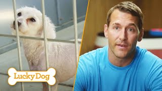 Malnourished Dog Gets Rescued from the Shelter | Lucky Dog with Brandon McMillan