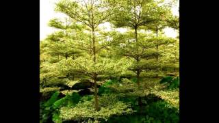 Jual POHON KETAPANG KENCANA di Denpasar Bali