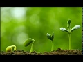 Рослини - зелене диво Землі. Відео для дітей. / Plants - the green wonder of the Earth.