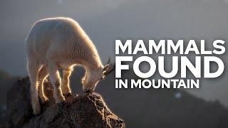 Top 10 Mammals Found In Mountain by TOP10 243 views 8 months ago 5 minutes, 29 seconds