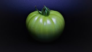 Growing Tomato In 55 Days Rotting