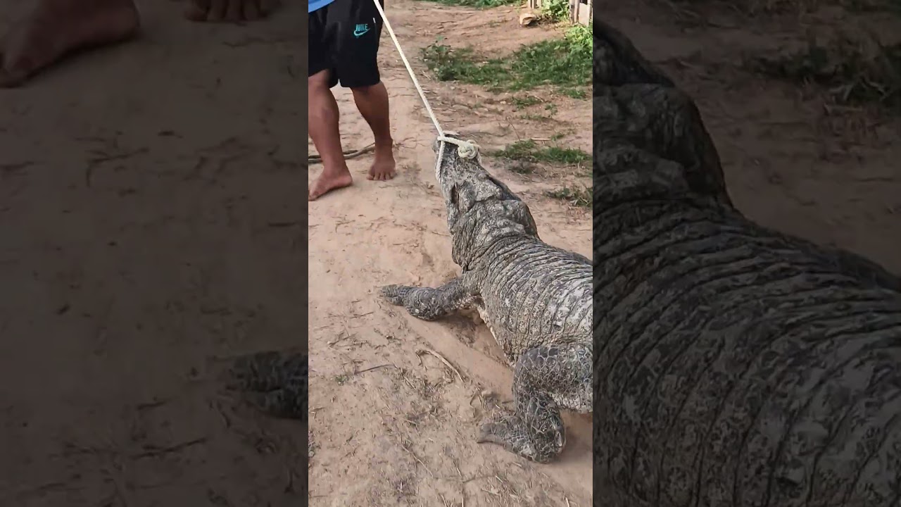 Moving massive crocodile the dangerous reality 