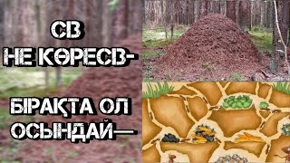 Құмырсқа Туралы Сіз Тіпті МИЫНЫЗҒА Кірмейтін Топ Фактілер