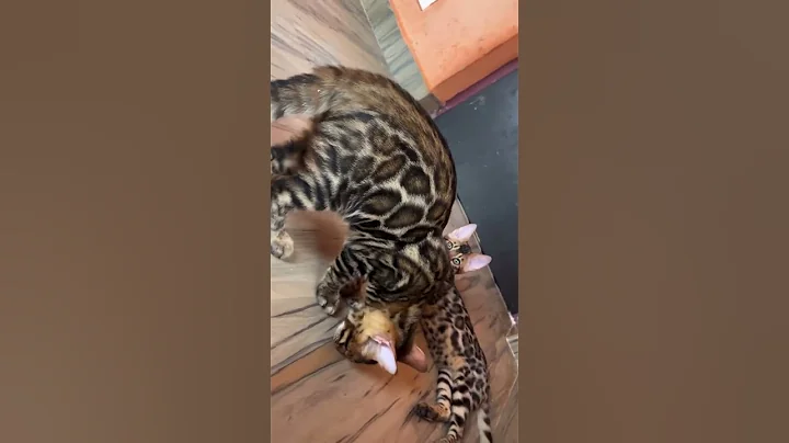 Video 8132061: bengal cat kitten, bengalcat catlover