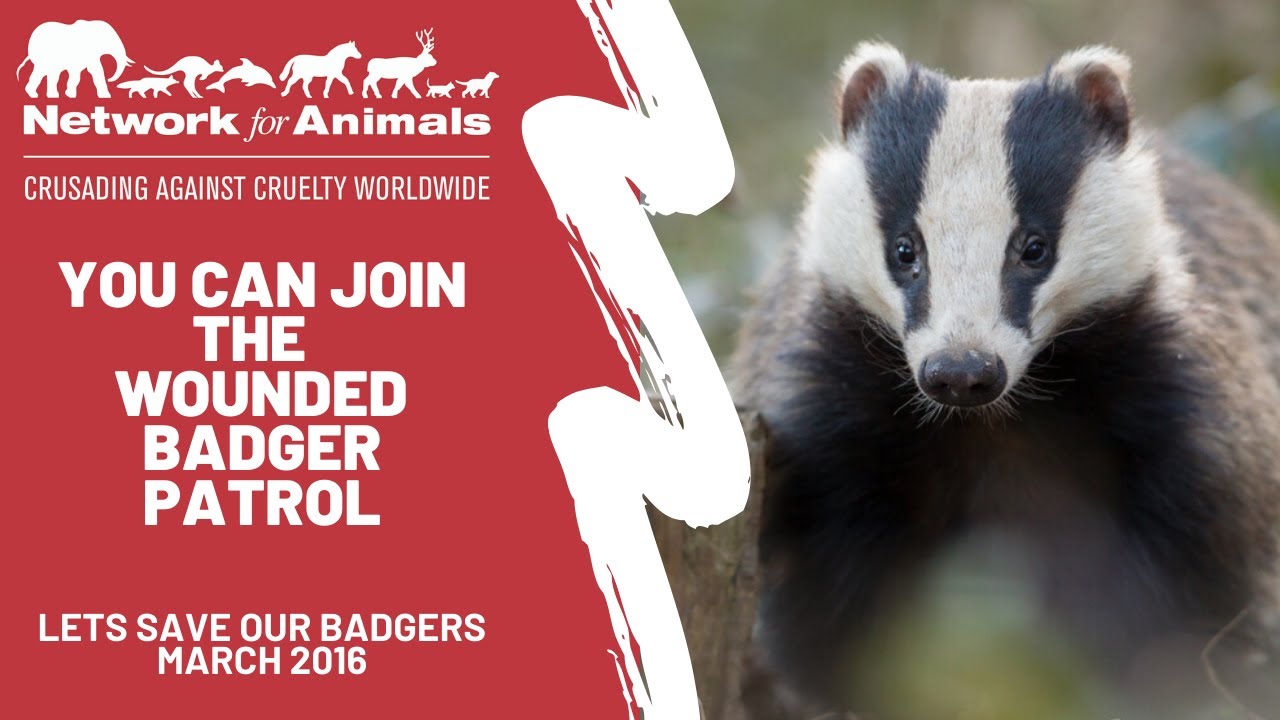 Wounded Badger Patrol Recruitment 2015 dog meat trade documentary