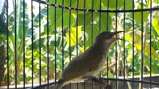 Cucak Kombo Gacor Buat Masteran Burung Lomba - Kecial Kombok Lombok Gacor #kecialkombo66