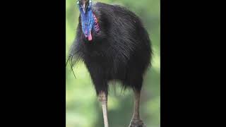 Le Casoar : L’Oiseau le Plus Dangereux du Monde