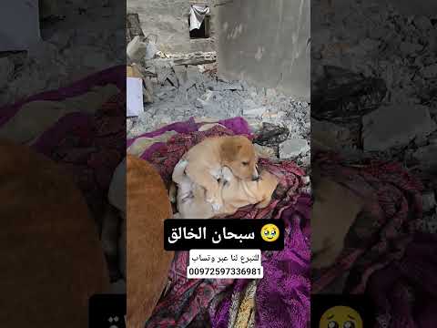 من غزة استحلفكم بالله تتفاعل وتنشر صوت اخوتكم المظلومين لقمة مغمسة بالدم