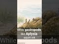 Cephalopoda's Clever Crew #song #funny #facts