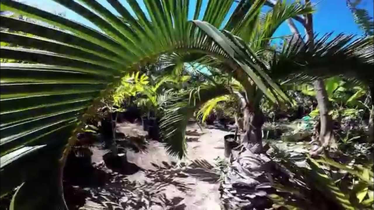 Awesome Blossoms Nursery, Eleuthera, Bahamas 4K YouTube