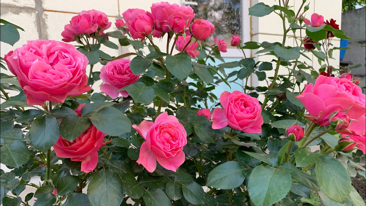 Роза «Леонардо да Винчи» (Rosе «Leonardo da Vinci») Meilland г. Киев  июнь  2021 г.