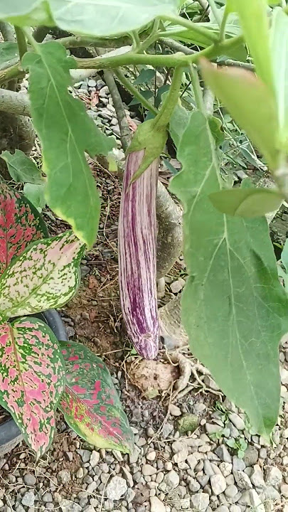 marami na naman na bunga ang talong #talong #eggplant