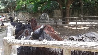 One of the prettiest zoo on kunming hills china - zoo, yunnan,