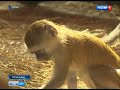 Самая маленькая обезьянка в мире родилась в ростовском зоопарке