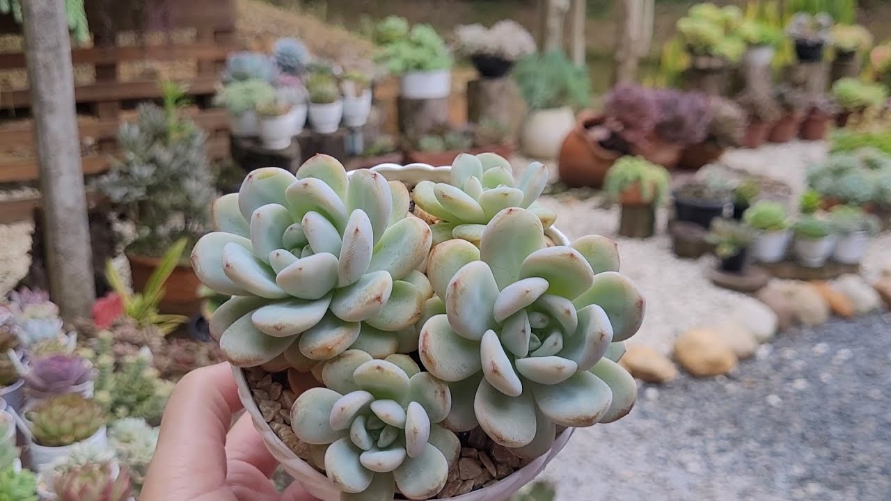 15 suculentas compactas de pequeno porte p🌺, ficam rosetas mais pequenas #suculentas 
