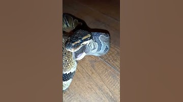 snake eating mouse backwards #snake #weird #shorts