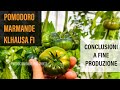 Pomodoro Marmande KLHAUSA F1 considerazioni