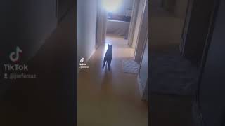Sophie é demais #music #canaljosérenatoferrazdasilveira #fypviral #cat #catshorts #catsofyoutube