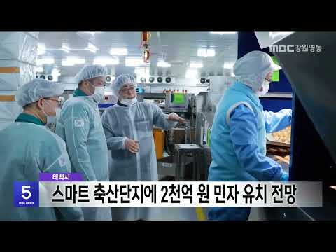 태백시, 스마트 축산단지에 2천억 원 규모 민자 유치 전망 20260212