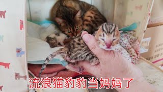 流浪猫小院意外怀孕的豹豹终于生小猫了哎呦与偶像主人帮助接生