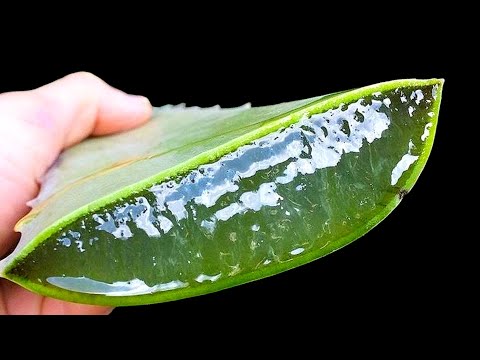 Meine Großmutter sieht mit 75 wie 40 aus! Aloe Vera wirkt Wunder für Ihre Haut