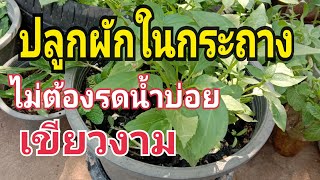 #ไม่ต้องรดน้ำบ่อย #ปลูกผักสวนครัวในกระถาง #พืชผักเขียวงามโตเร็วแตกยอดเป็นพุ่มใหญ่  ทองปาน ปลูกผัก