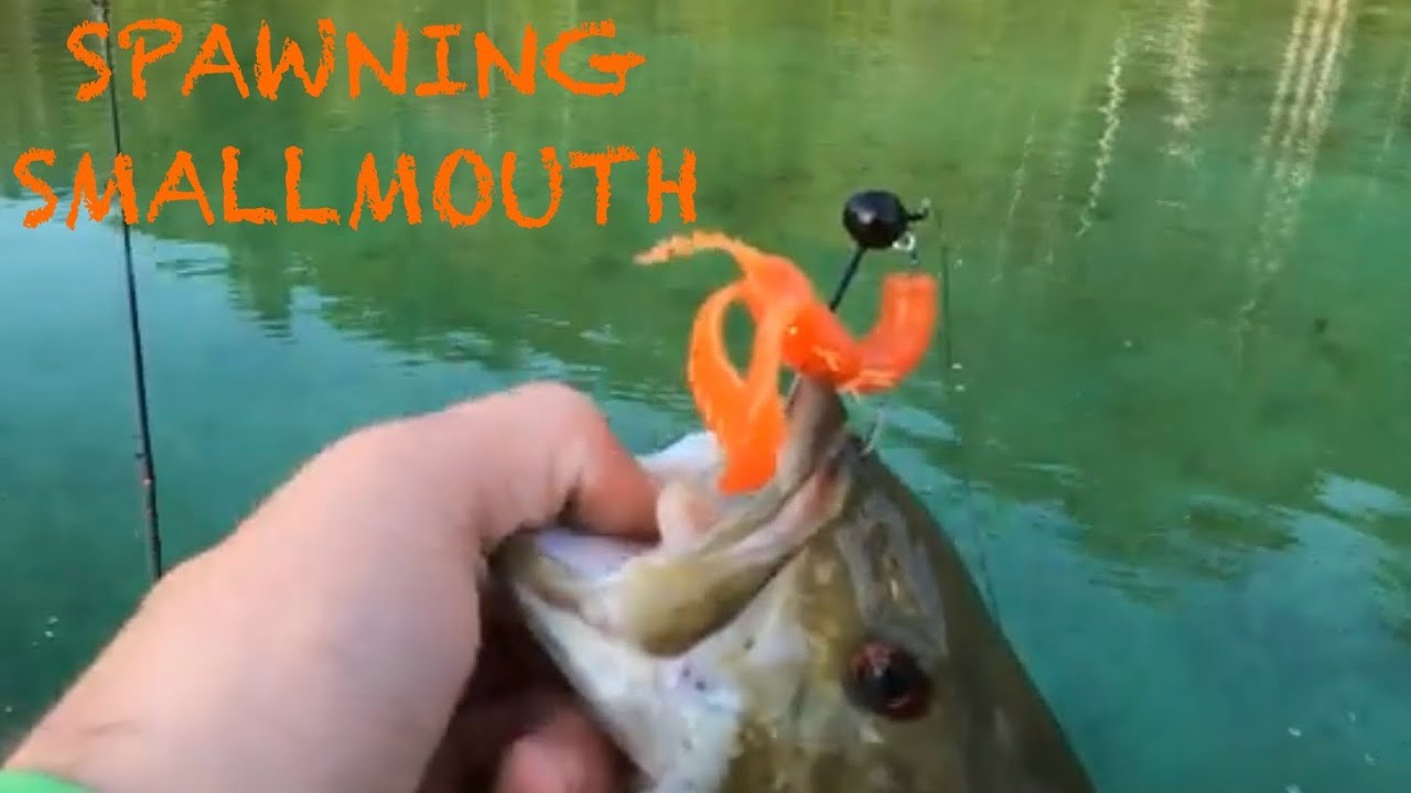 Big Spawning SMALLMOUTH Bass on Beds! (The Grind Part 1)