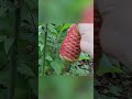 ジンジャーはどうやって育つのか❓信じられない植物