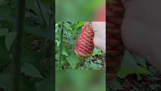 ジンジャーはどうやって育つのか❓信じられない植物