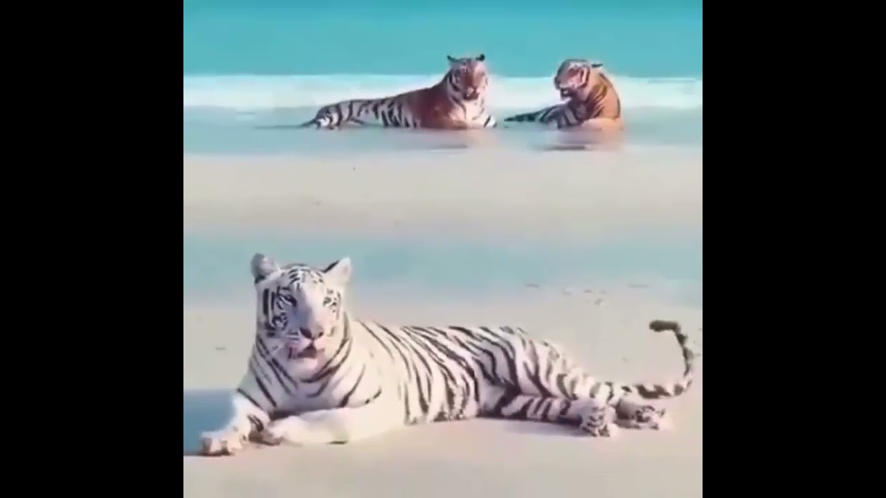 There are no two tigers in the world with the same pattern.