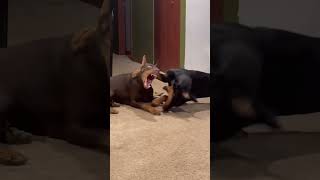 Dogs At Play A Slow-Motion Symphony Of Canine Chaos